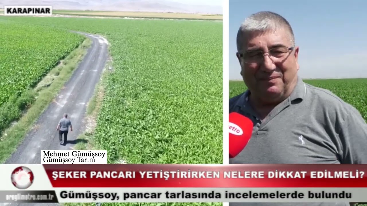Şeker Pancarı Yetiştirirken Nelere Dikkat Edilmeli? 