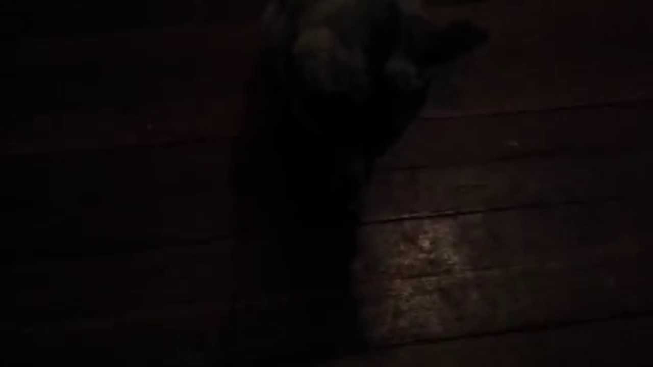 Derpy Paws - The Blind Kitten With Derpy Eyes