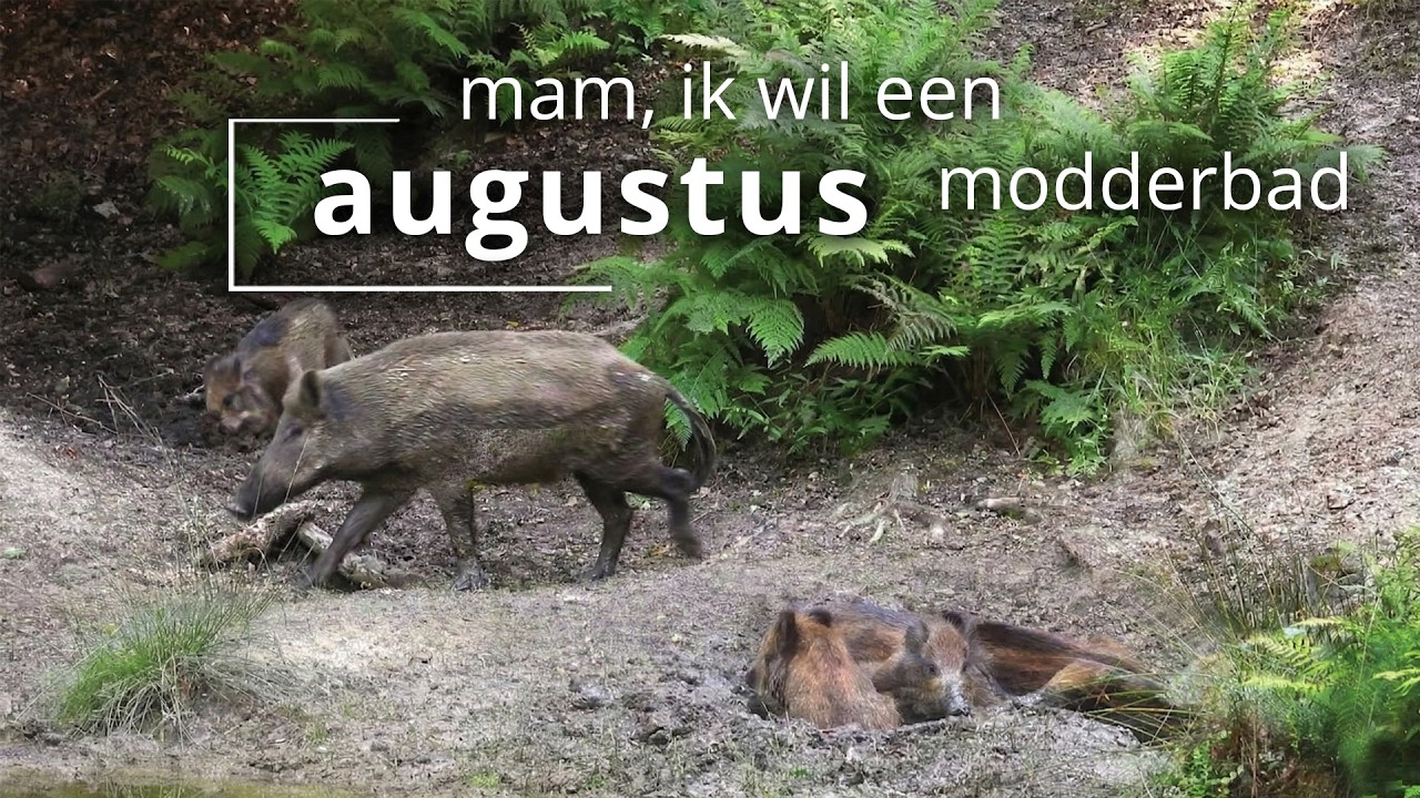 #116 - AUGUSTUS - mam, ik wil een modderbad
