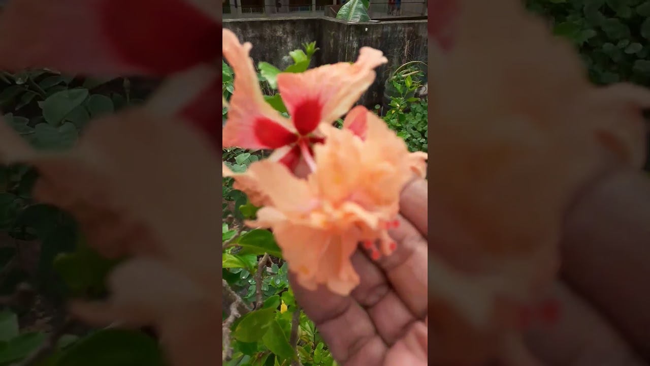 Give organic home made pesticides to kill pests instead of neem oil which is poochi viratti.