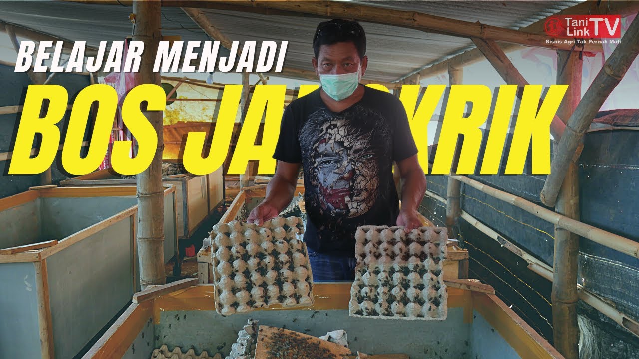 Rahasia Sukses Ternak Jangkrik: Telur hingga Panen