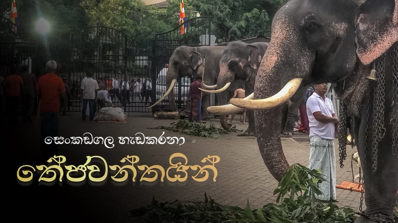 සෙංකඩගලට හැඩකරනා තේජවන්තයින් | Hasthi Official | The Kandy asala perahara 2024 | #elephant #srilanka