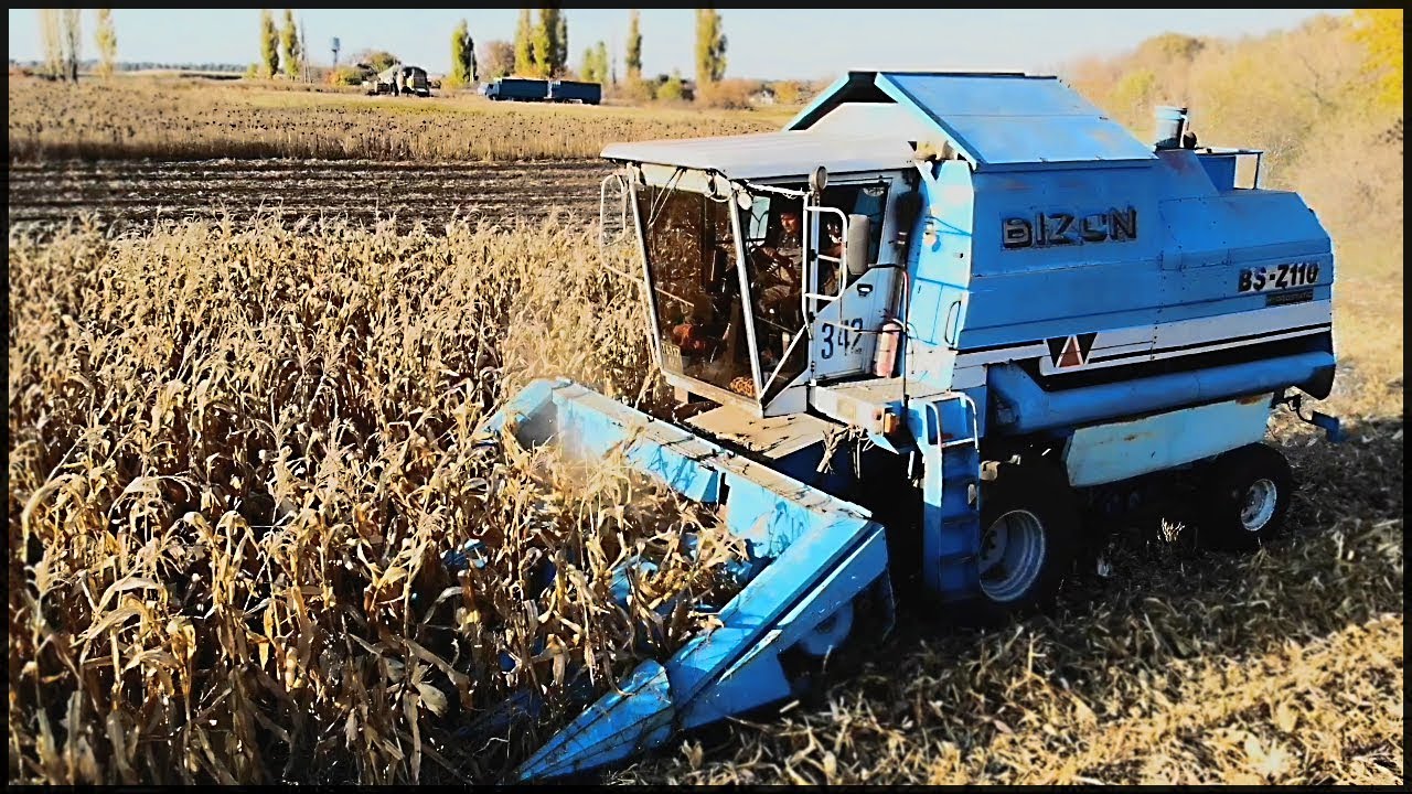 Комбайн БИЗОН Z110 на уборке кукурузы. Рекордный урожай за последние 5 лет.