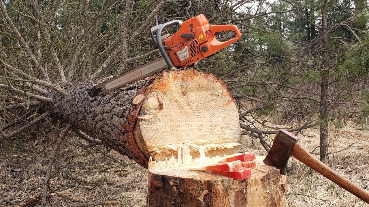 Cross state trip to help out friends *Part 2* Ported Husqvarna 372xp taking down dead pine tree
