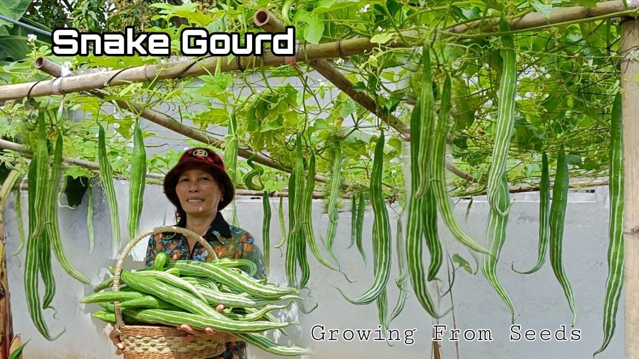 How to Grow Snake Gourd Have Many Fruits, Luffa From Seeds to Harvest By NY SOKHOM