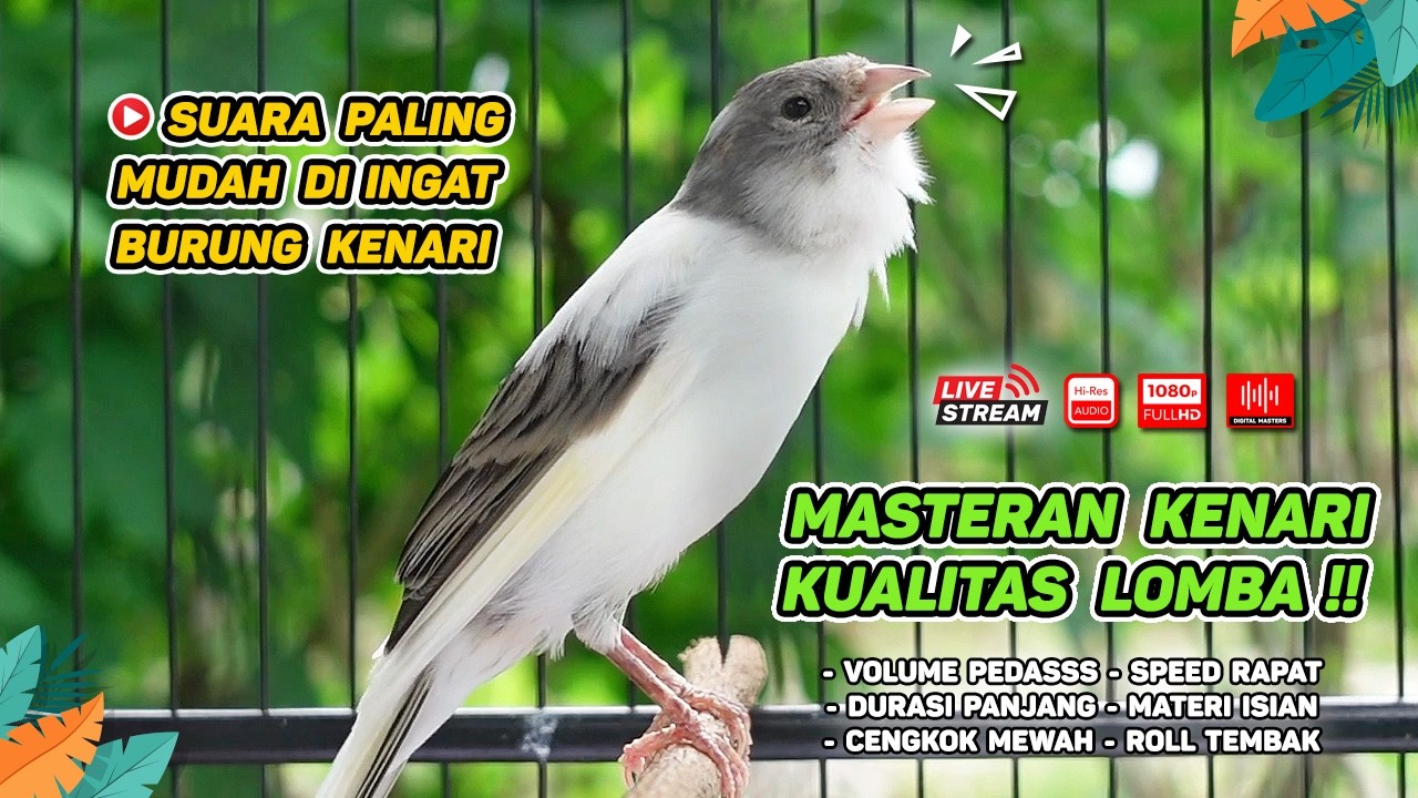 Kenari GACOR NGEREK‼️ Masteran Kenari PAUD dan Pancingan Kenari MACET BUNYI dan Betina NGIWIR - 224