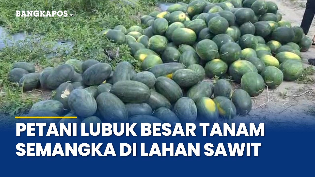 Petani Lubuk Besar Manfaatkan Lahan Sela Kebun Sawit Untuk Tanam Semangka, Hasil Panen Ditaksir Hing