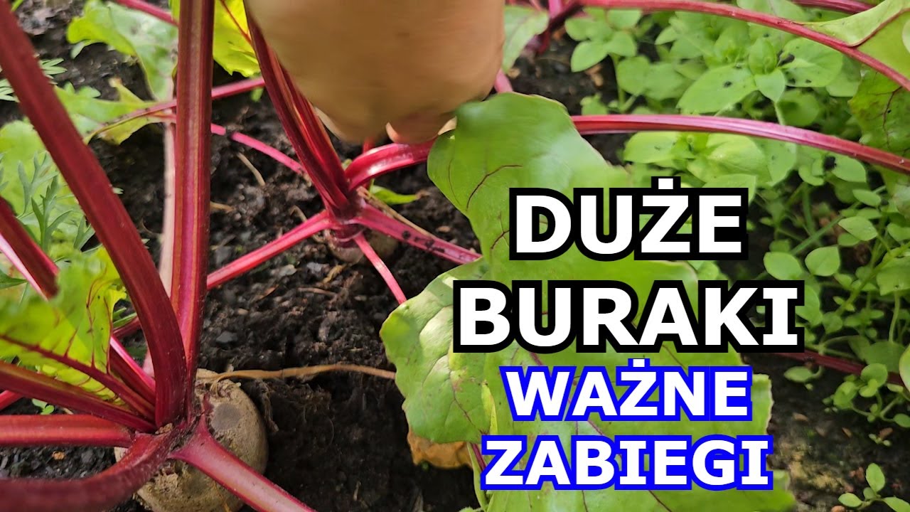 Chcesz mieć DUŻE BURAKI - Wykonuj te Zabiegi - Podlewanie, Nawożenie, Odchwaszczanie, Uprawa Buraków