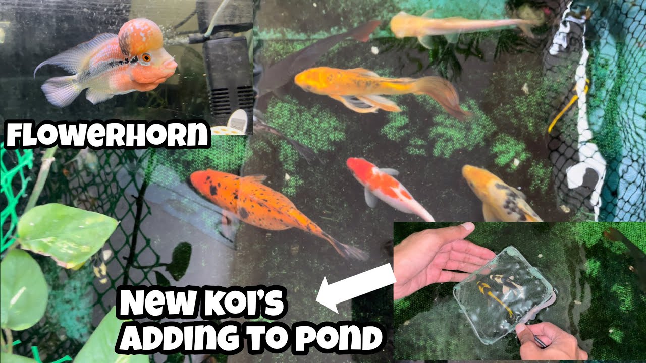 Flowerhorn Fish | Adding New Koi Fish | | Flowernhorn Aquarium | Balcony Koi Pond | New Koi Fish