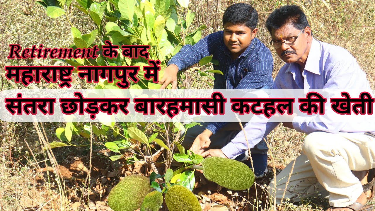बारहमासी कटहल की खेती मैं दूसरे वर्ष में उत्पादन शुरू || Dilip Adagale कि कटहल की High density खेती.