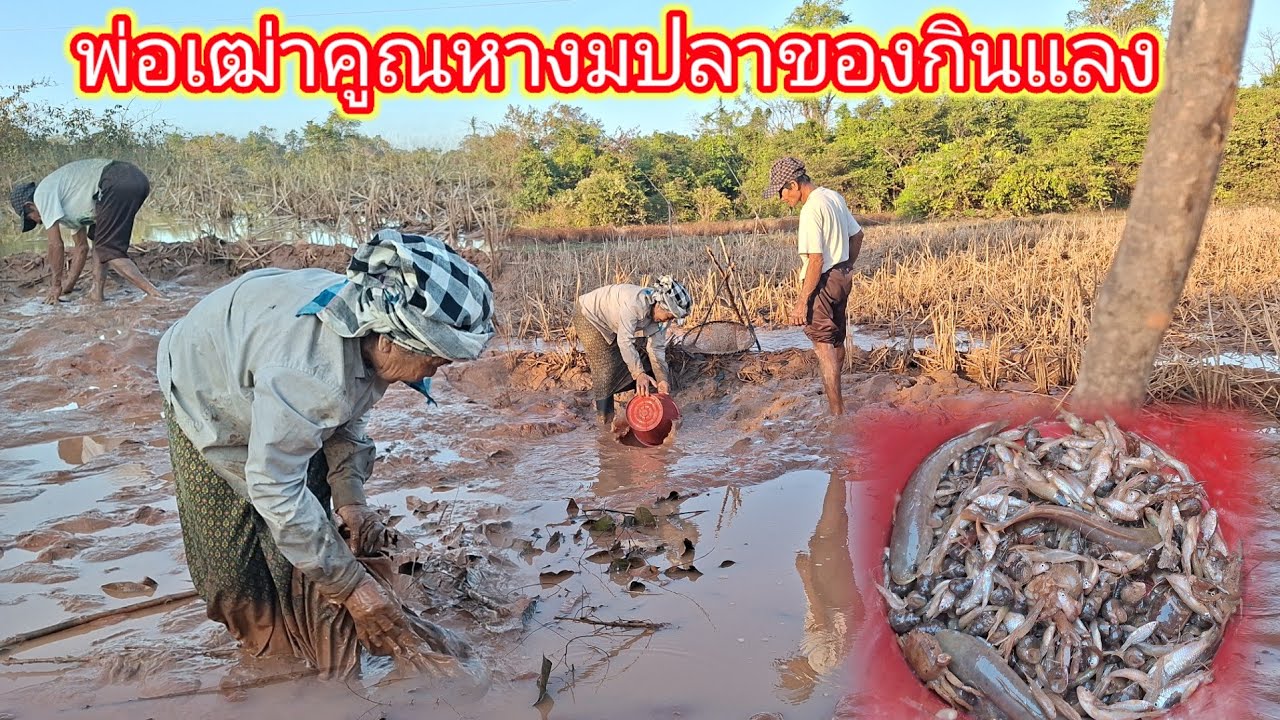 พ่อตู้คูณหากินงนปลา ตามทุ่งนาสองเฒ่าขยันไม่หยุด 31 ธันวาคม ค.ศ. 2025