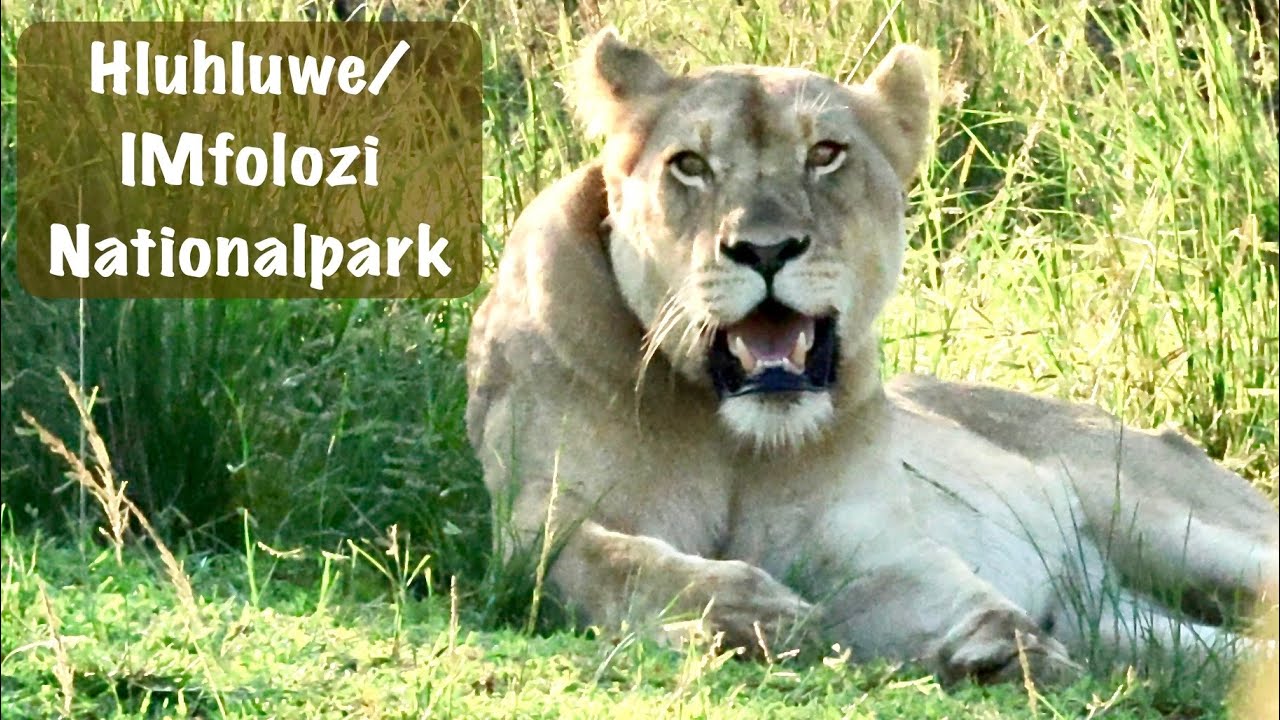 Hluhluwe Nationalpark, iMfolozi, Südafrika, Chamäleon, Löwe, KwaZulu-Natal, Falaza Game Park, EP06