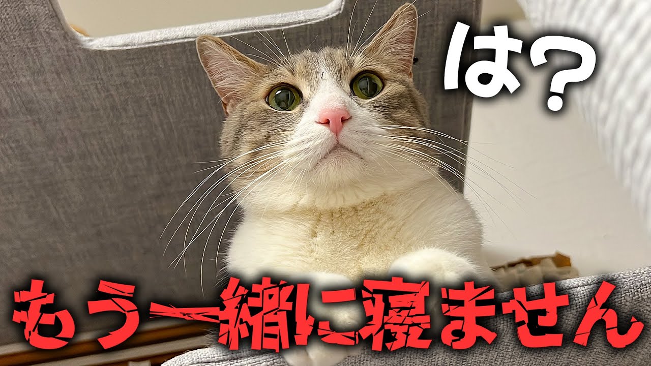 今後スカーさんと一緒に寝ることを禁止させていただきたいと思います。