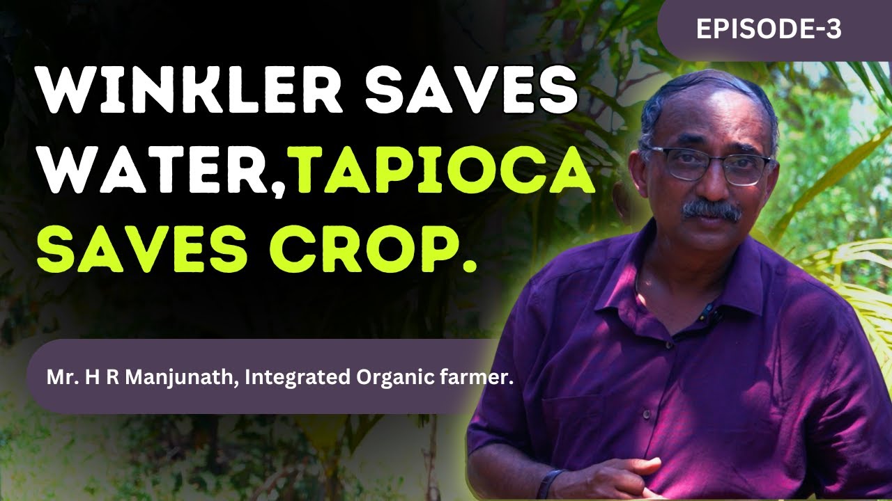 Winkler Irrigation in Areca Fields | Tapioca Controls Pests, Provides Shade & Mulch.