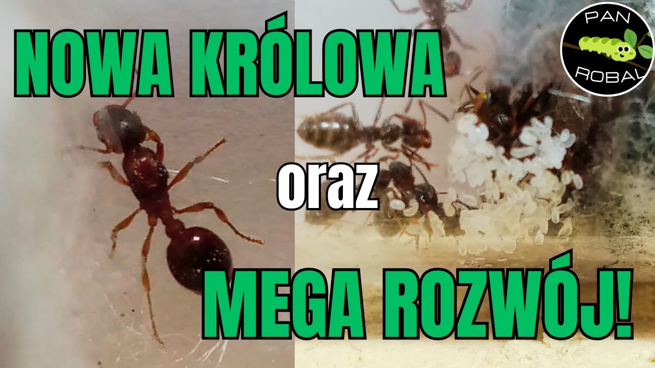 🪲 Hodowla Mrówek – Woldemorty, Umbratuski i Nowa Królowa! 👑🐜