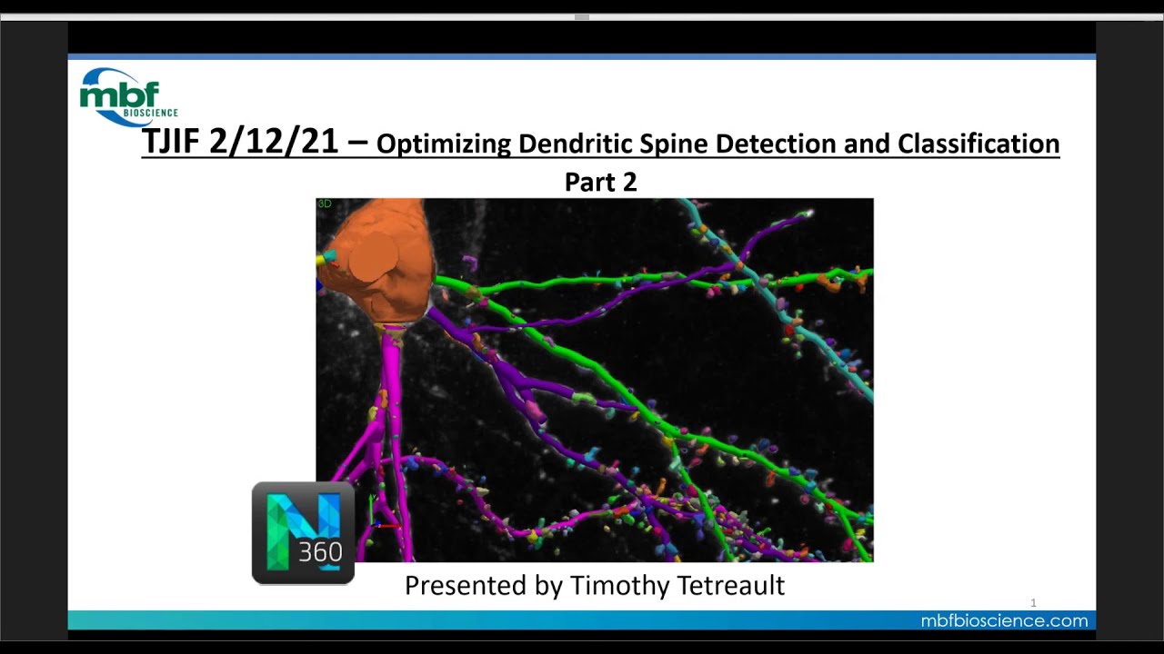 Webinar: Optimizing Dendritic Spine Detection and Classification (Part 2)