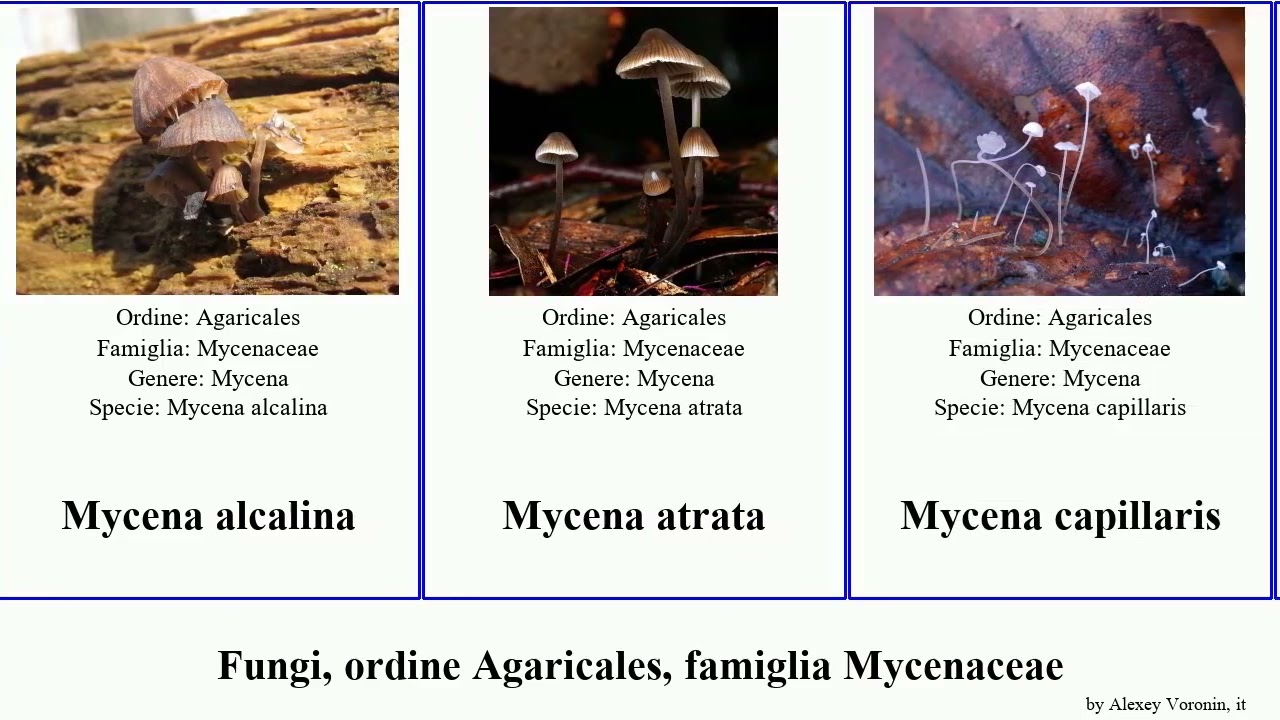 Fungi, ordine Agaricales, famiglia Mycenaceae xeromphalina favolaschia fungus campanella rosella