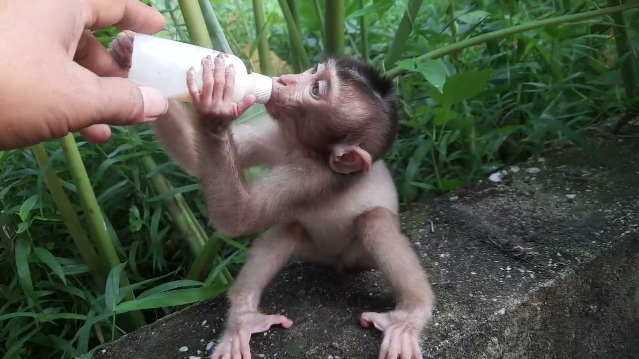 Cute animals monkey caca dah pandai megang botol susu sendiri