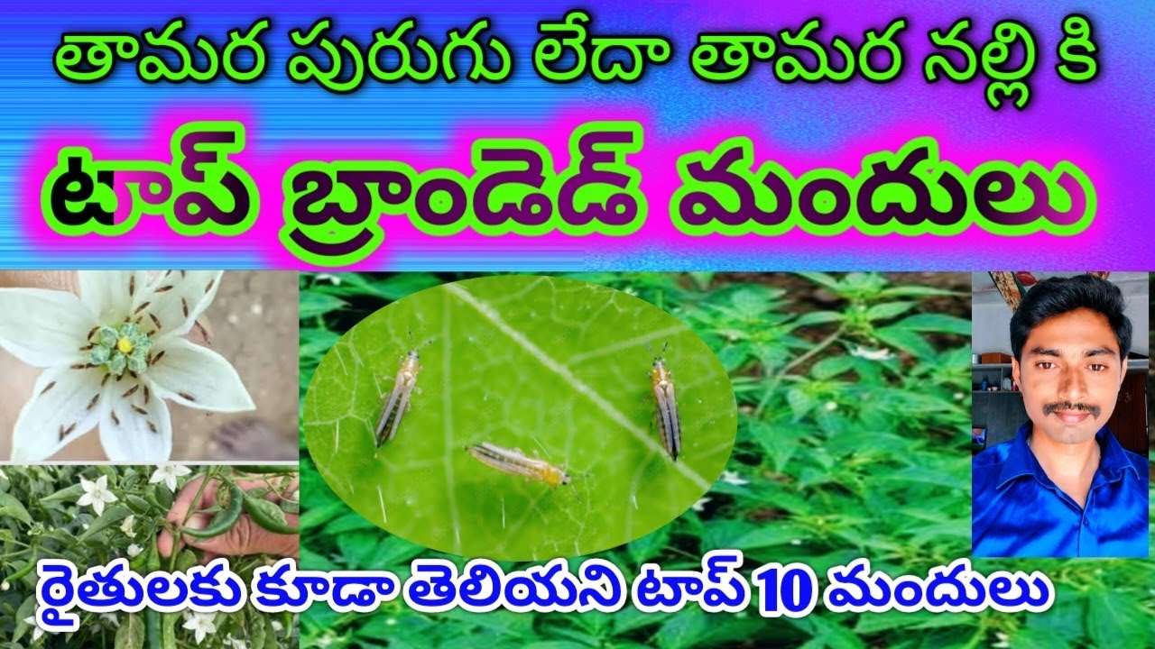 పూతలో తామరనల్లి, తామర పురుగు కు ఇన్ని రకాల మందులు ఉన్నాయని మీకు తెలియక నష్టపోతున్నారు