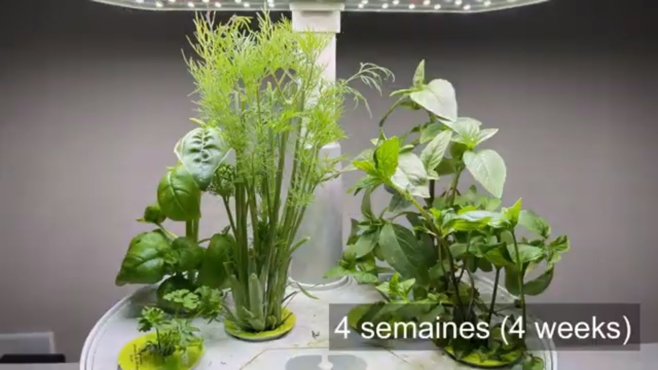 Aerogarden - Résultat après 1 mois! Cet appareil est impressionnant! (Eng sub)