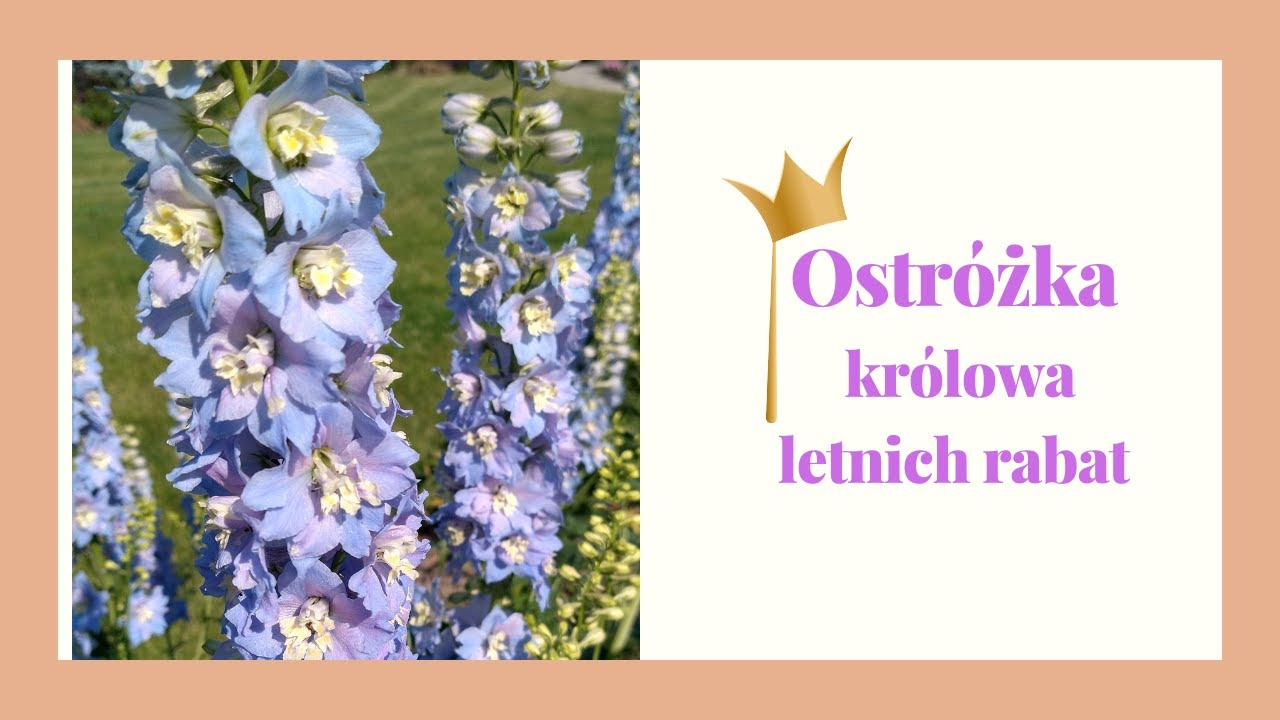 Ostróżka ogrodowa- królowa letnich rabat