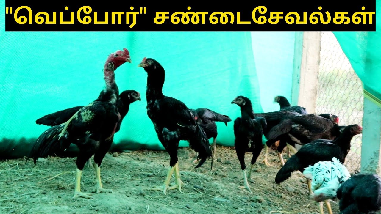 ரூ 15000 வரை விலைபோகும் வெப்போர் சேவல்கள்