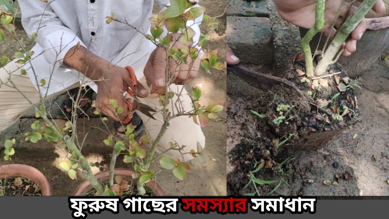 Furush Flower Plant Repoting For Extra Flowering || Plant Care ||furush flower plant care ||