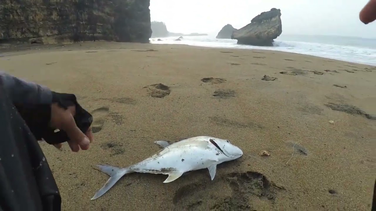 Ombak pasang , ikan makan pinggiran 🌊 Mancing Pasiran Pantai Jebring Blitar Selatan