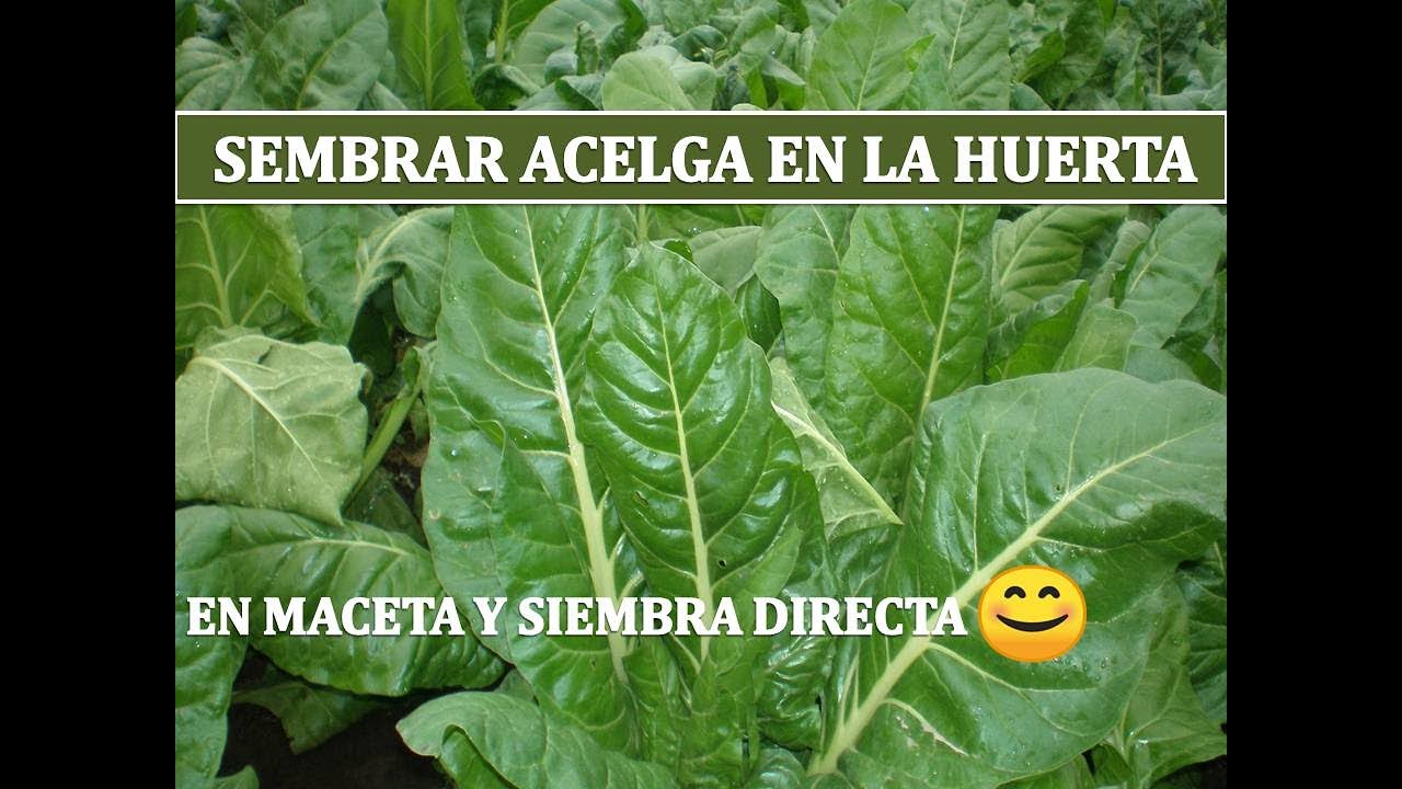 SIEMBRA de ACELGA/ DIRECTA en la TIERRA y en ALMÁCIGO