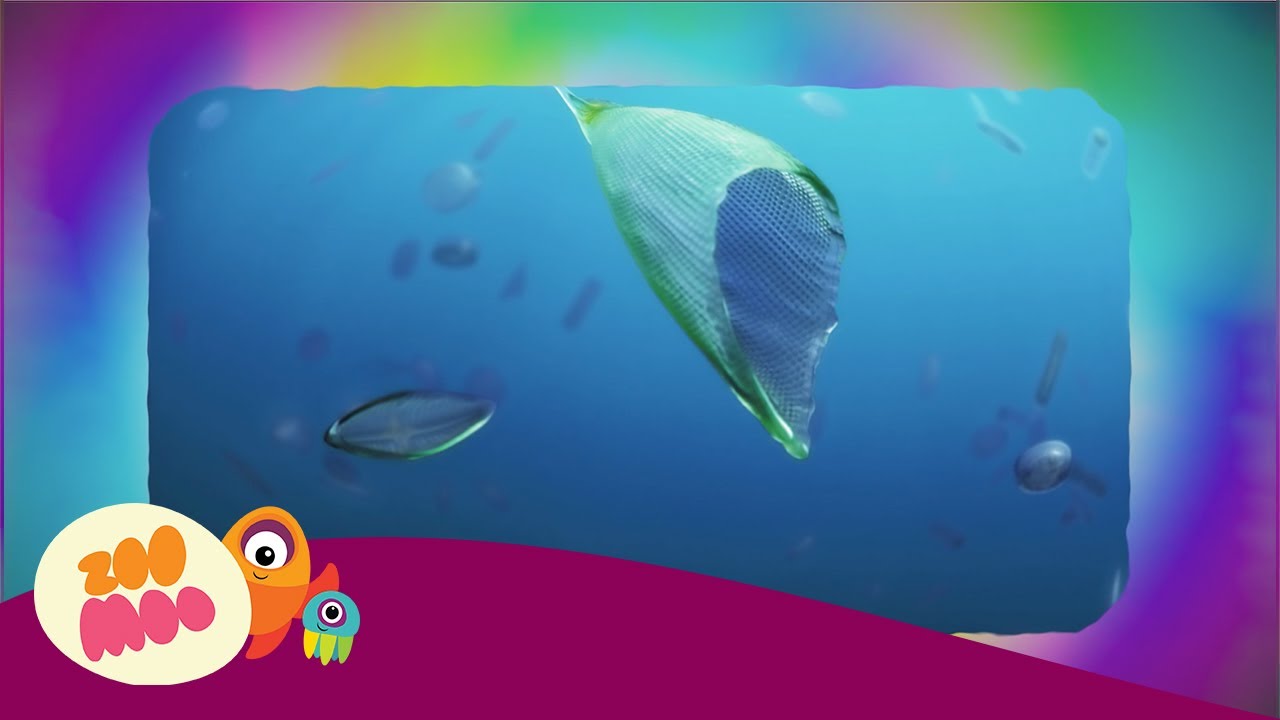 Manta Ray Acrobats | Bath Time | Animal Fun Facts for Kids