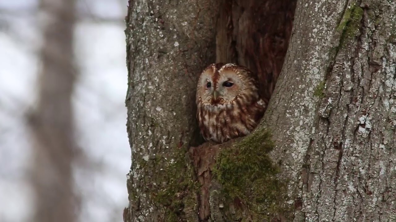 Kodukakk,  tawny owl (Strix aluco)