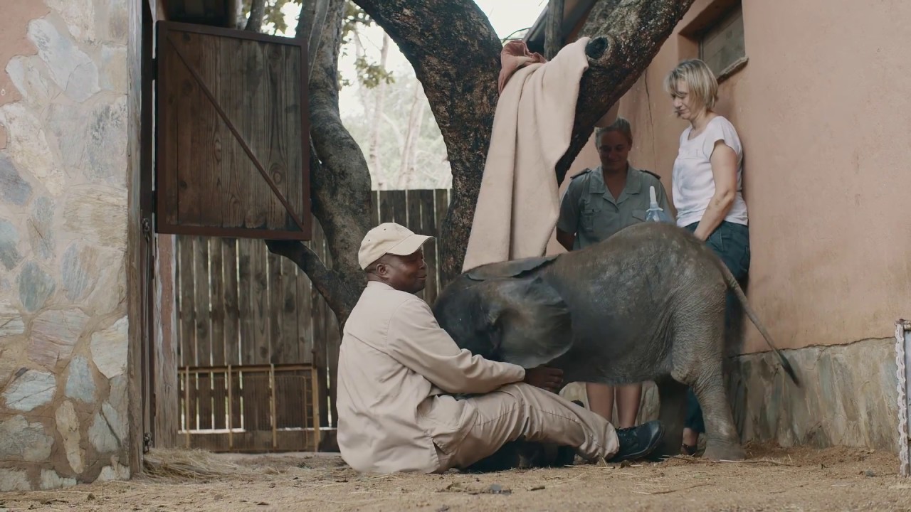 Camp Jabulani launches interactive, evolved elephant experience with a strong  conservation ethos