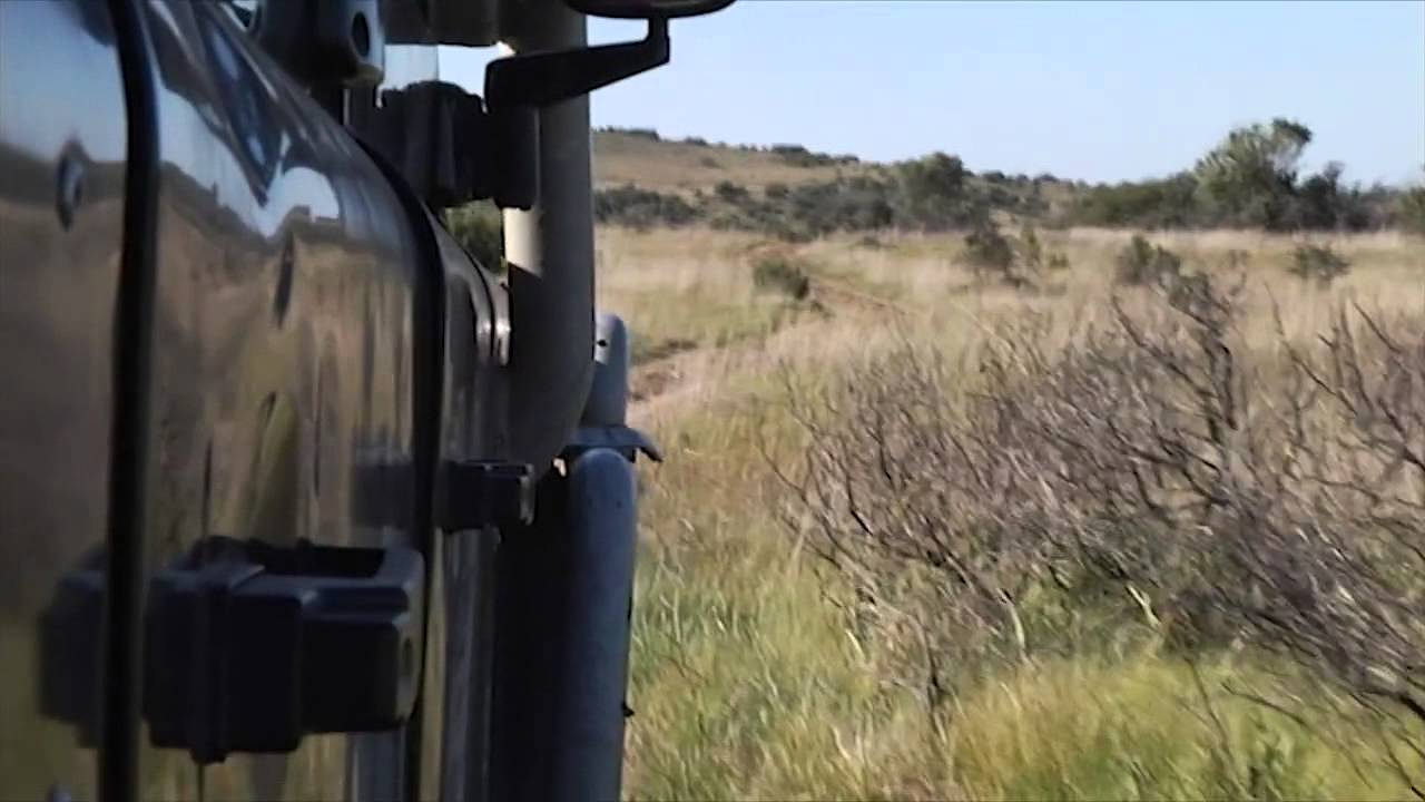 Hunt for the brown hyena
