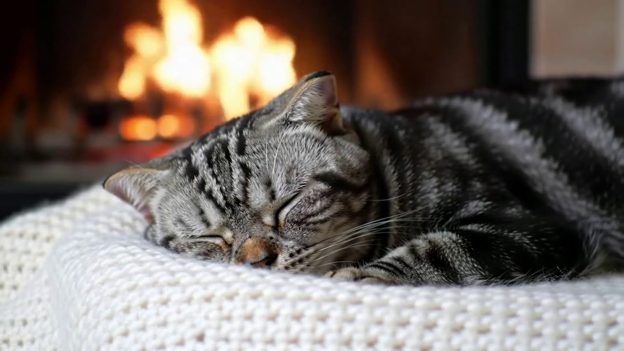 Relaxing 432Hz Cat Music 🎵 Anxiety Relief Deep Sleep Sounds And Peaceful Warm Cozy Ambience