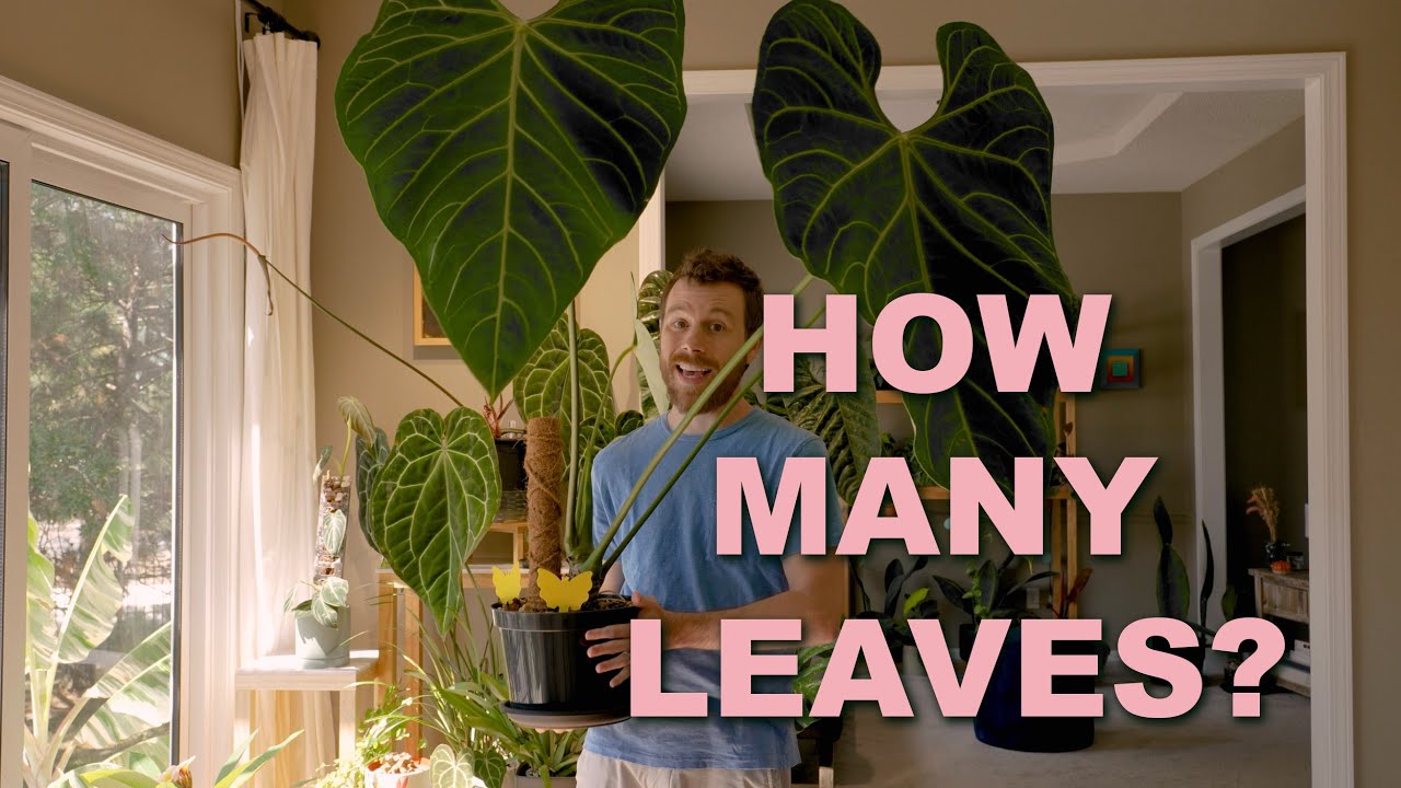 Can potted Anthurium Regale thrive indoors with low humidity?