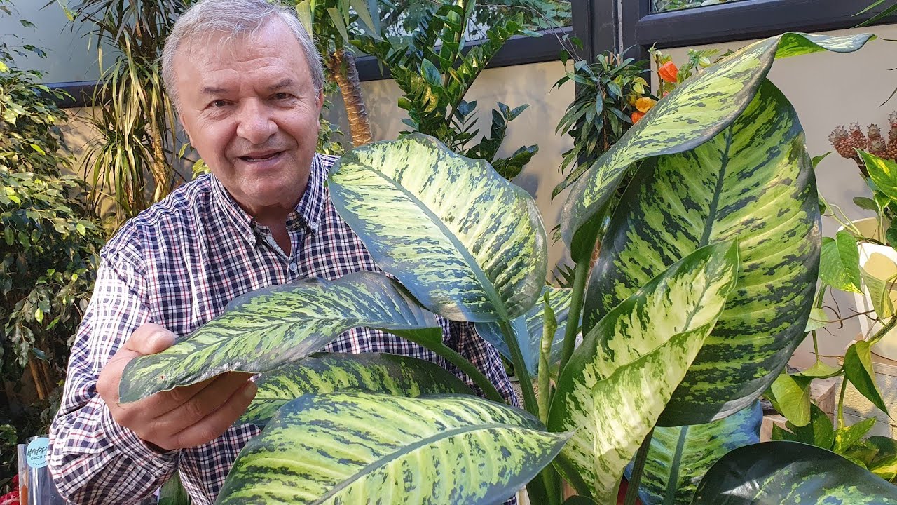 Dieffenbachia - spectacol tropical in orice casa