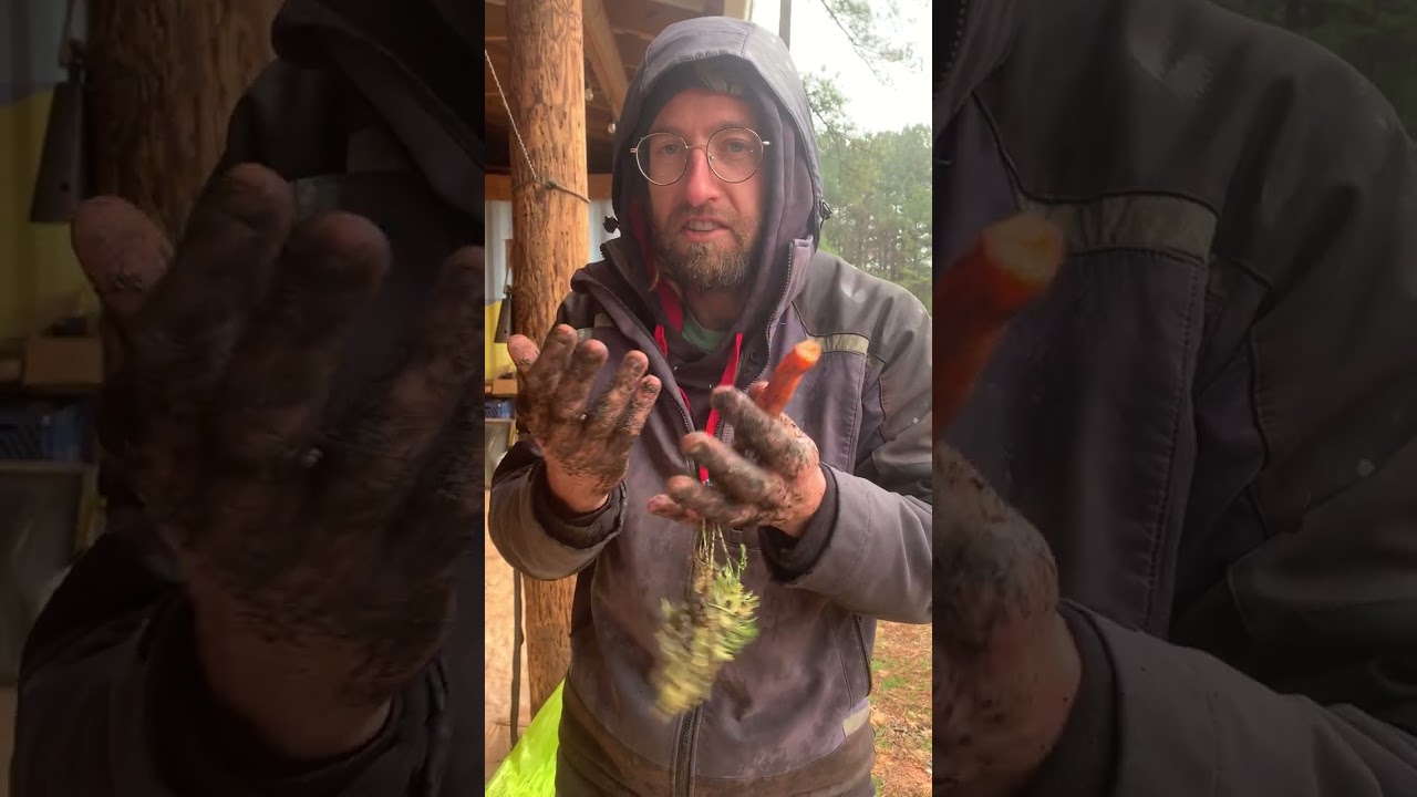 Zany farmer eats filthy carrot