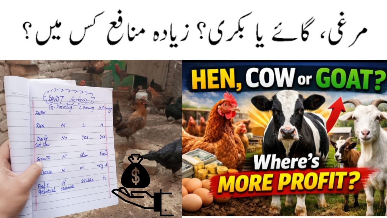 Hens Farming  vs Goat Vs cow Farming Comparison Video SWOT Analysis for Business