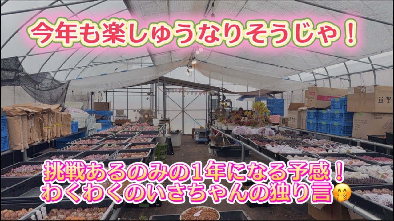 【わくわくがとまんねぇ！】🤣✨ひとり楽しく浮かれとる【いさちゃんの独り言】
