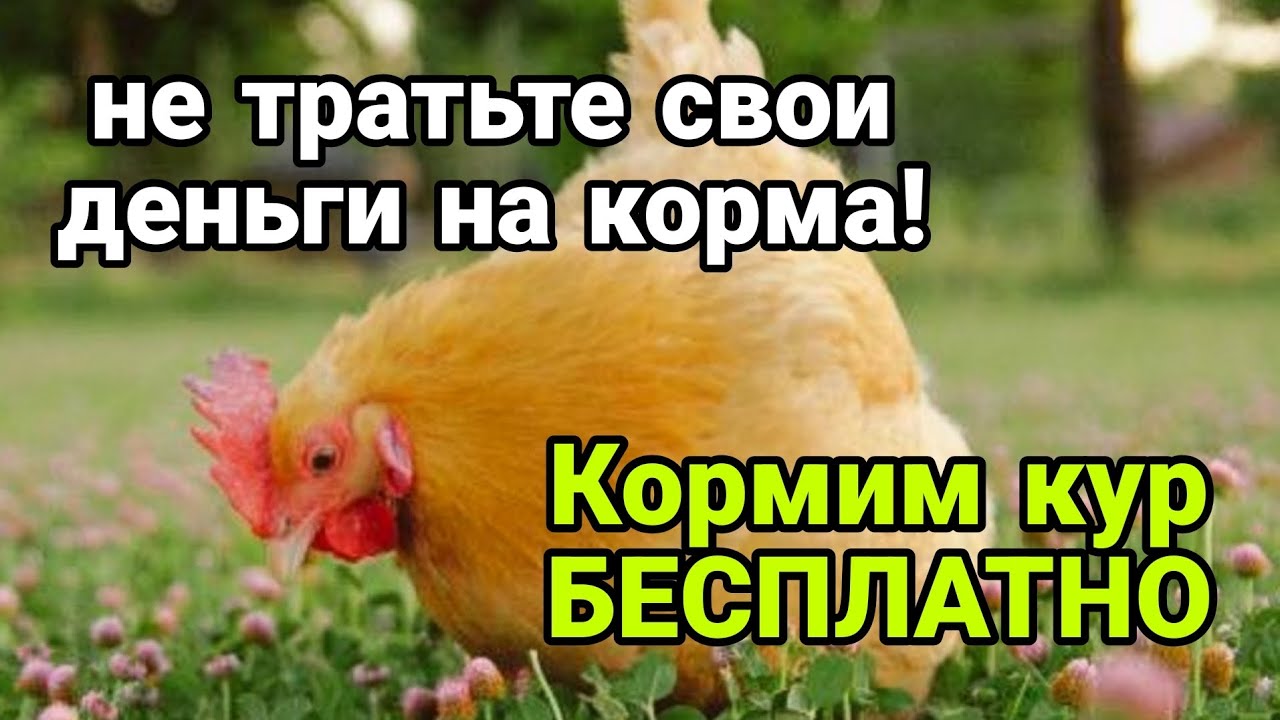 Как кормить кур бесплатно весь год, единственный правильный лайфхак