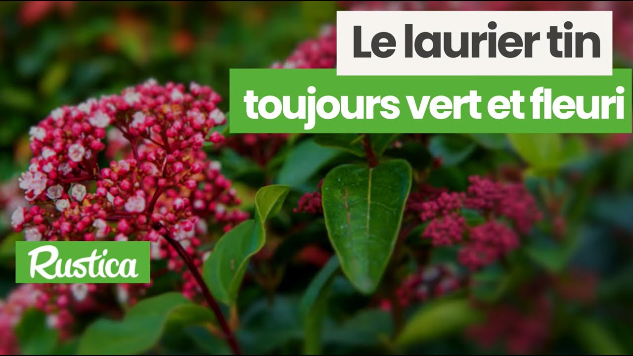 Laurier-tin : l'arbuste 4 en 1 qui embellit tout l'hiver !