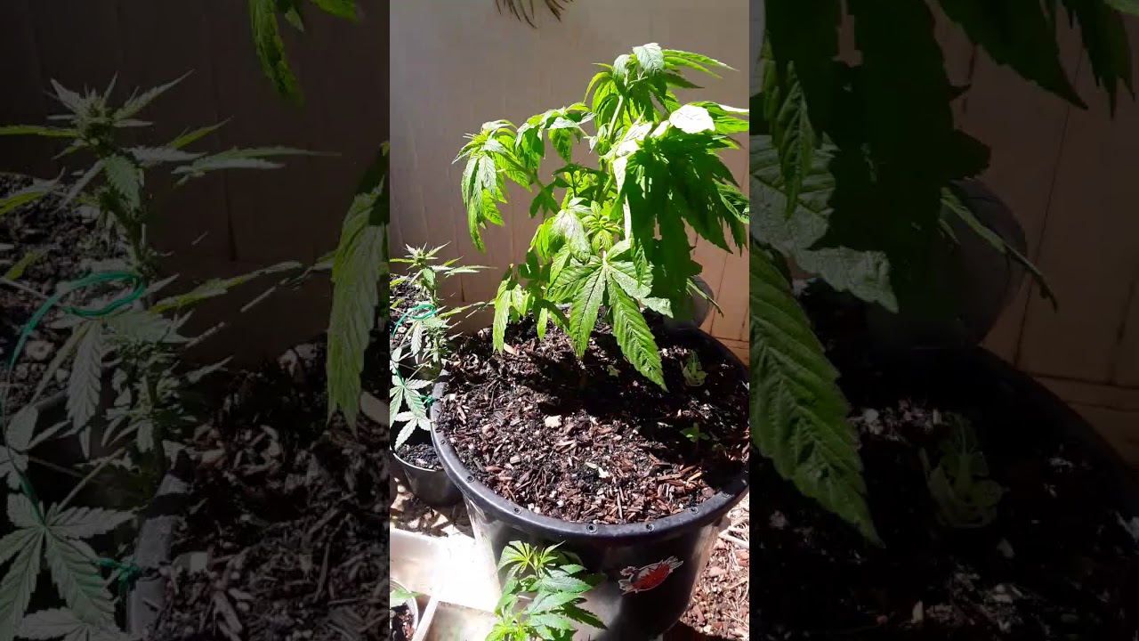 Update on mr tomatoe head (PUAMANA OHANA FIRST HAWAIIAN PAKALOLO SEED BANK)