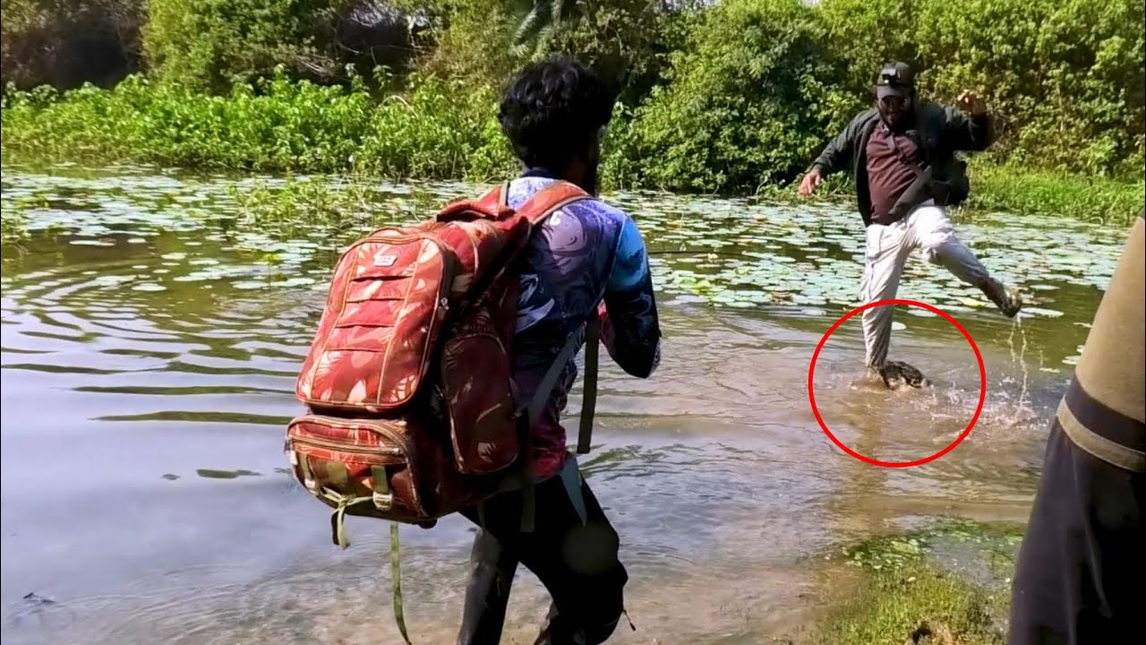 Look at clear live attack. Snakehead fishing with frog lure