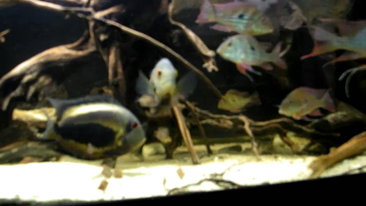 Uaru tank