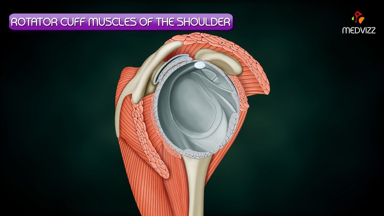 Rotator cuff muscles Anatomy - HD Animation