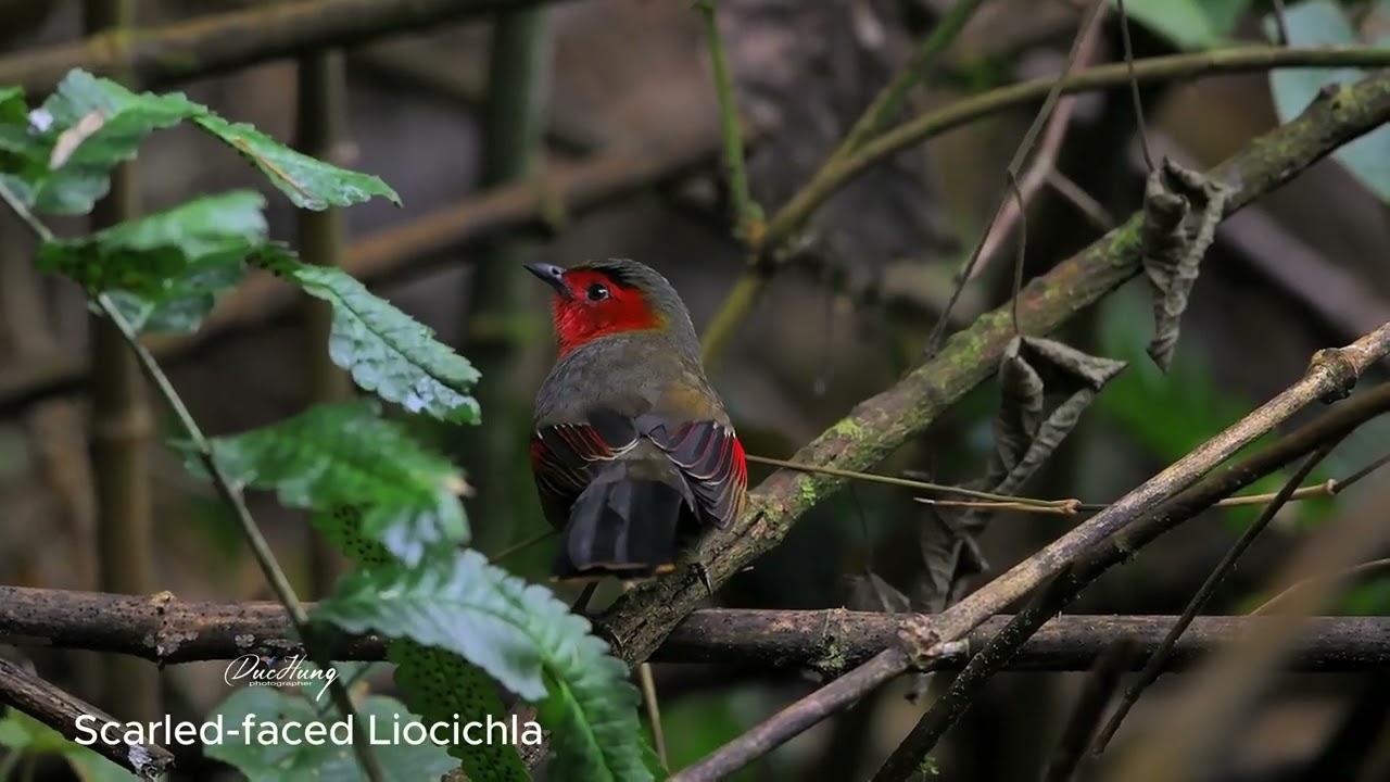 Scarlet-faced Liocichla. Silver-eared Laughingthrush.