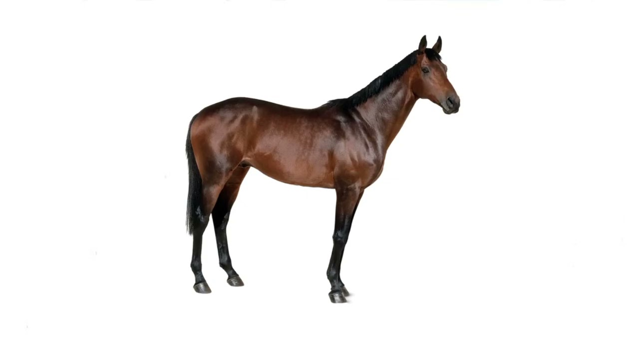 Nico's Nextbots -a horse-