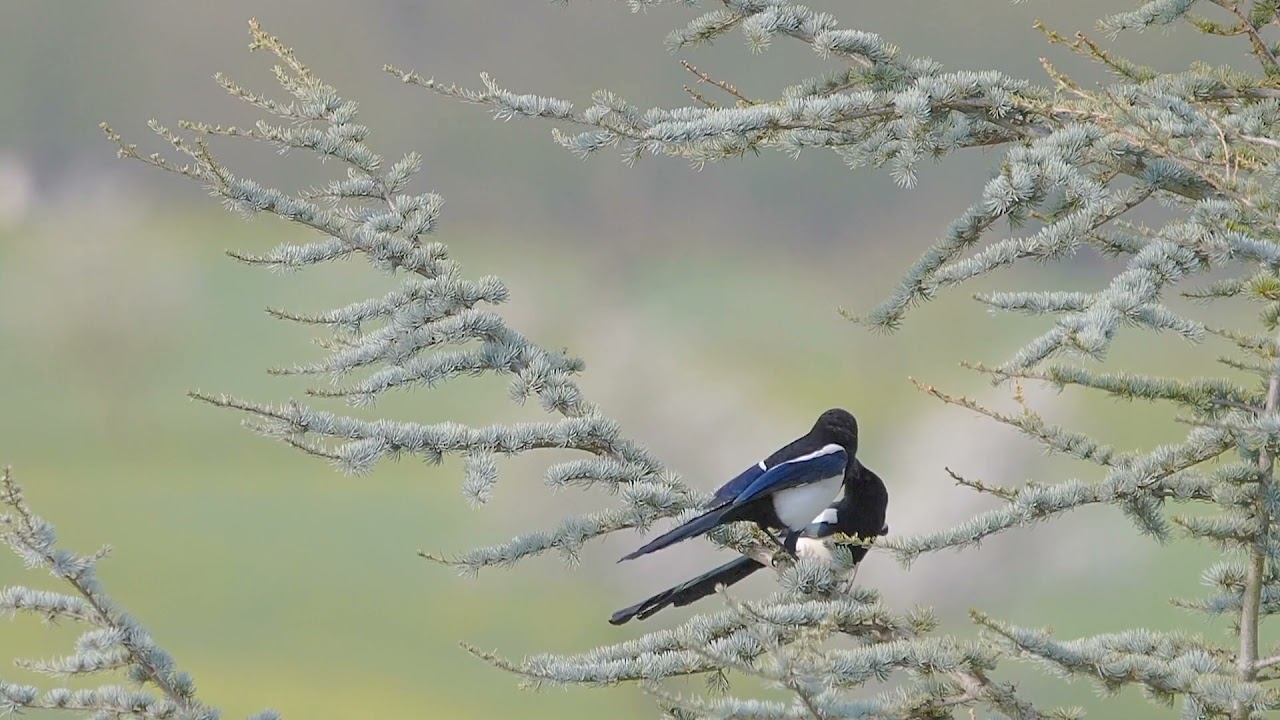 Beautiful Bird in the forest the couple of bird love together