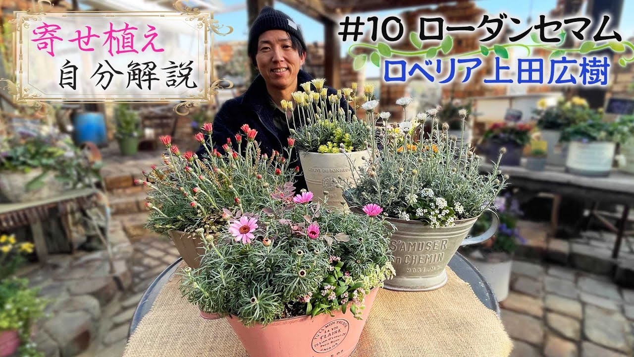 ロベリア上田広樹の【寄せ植え自分解説 #10】ローダンセマムは品種でシルエットを変える【LOBELIA】