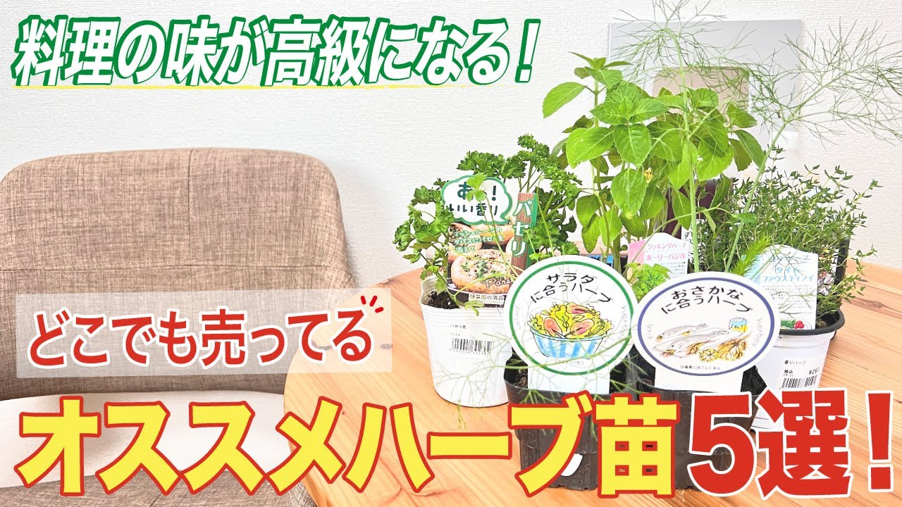 料理の味が高級になる！どこでも売ってるオススメハーブ苗5選！